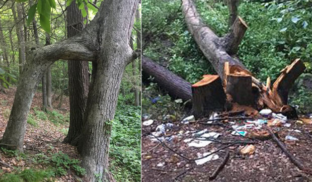 Ухапшен због сече 200 година старог храста са “вратима”